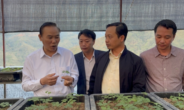Thứ trưởng Phùng Đức Tiến khảo sát vùng trồng sâm tại Lai Châu
