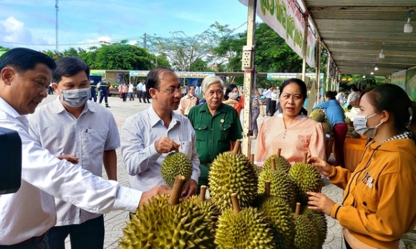 Fruits for export: Need a strong connection between businesses and cooperatives