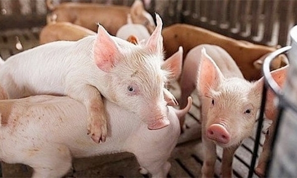 Live pork price on 05/13/2023: Increasing by VND 2,000/kg