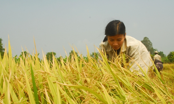 Vietnam's rice exports reach more than 1 million tons in 1 month for the first time