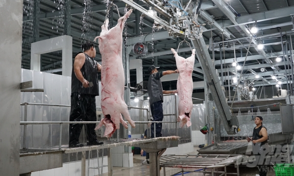 Industrial slaughterhouses only meet 60% of the demand for pork