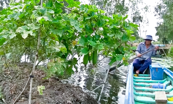 Độc đáo trồng rau hữu cơ thủy sinh trên mặt hồ