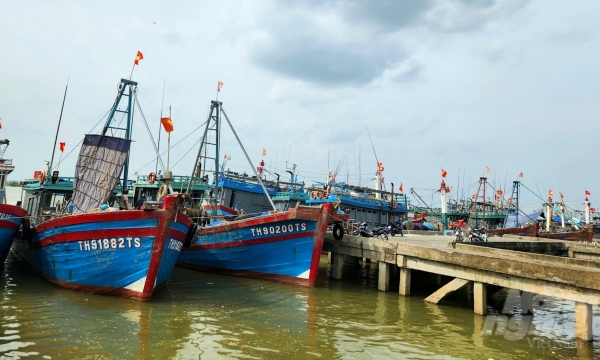 85 Thanh Hoa fishing vessels are at risk of violating IUU fishing