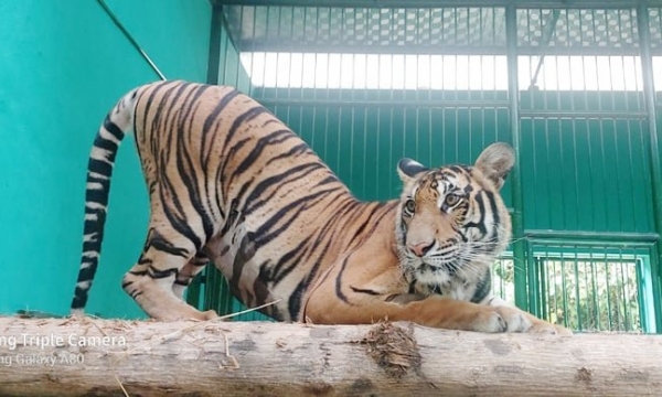 Prioritize ex-situ conservation for Indochinese tigers