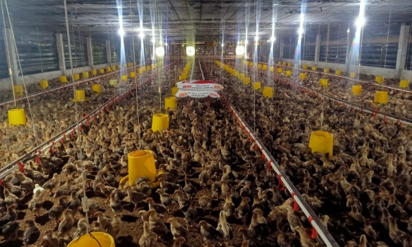Achieving disease safety through advanced technology: Rearing chickens in a cool farm