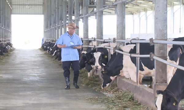Achieving disease safety through advanced technology: automatic dairy cow farming