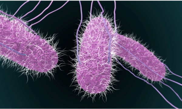 Vụ bé 6 tuổi tử vong sau đêm Trung thu: Vi khuẩn Salmonella spp có trong phân của hai trẻ ngộ độc
