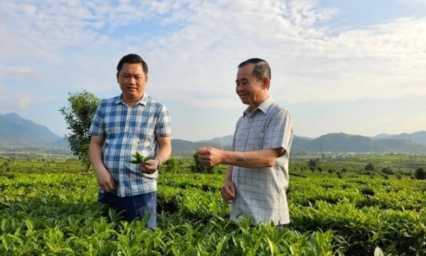 Two businesses cooperate to build Tan Uyen organic tea area