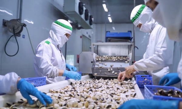 Nam Dinh province to supply 45,000 tons of clams annually