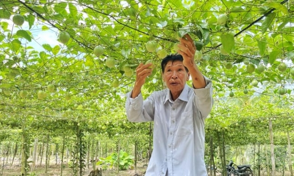 Soc Trang cooperates with businesses in growing passion fruit