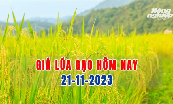 Giá lúa gạo hôm nay 21/11/2023: Gạo đi ngang, lúa giảm nhẹ