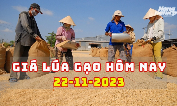Giá lúa gạo hôm nay 22/11/2023: Gạo giảm nhẹ, lúa đi ngang