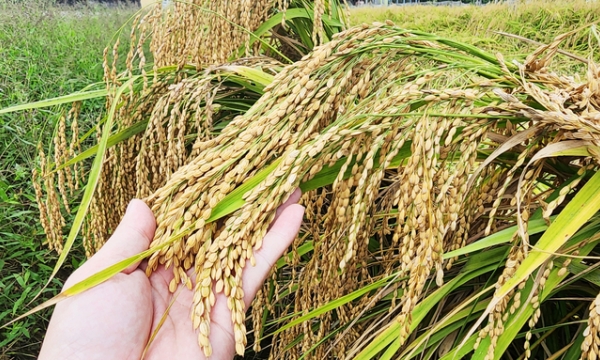 The region where farmers stick to yellow flower glutinous rice