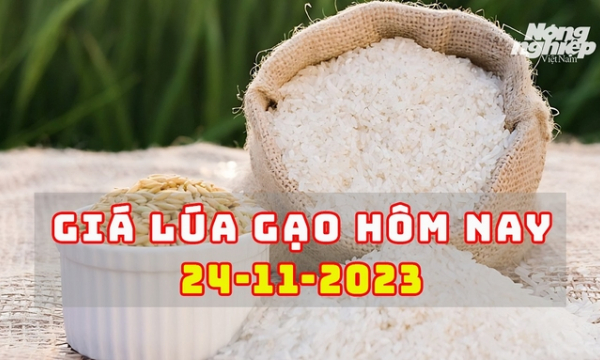 Giá lúa gạo hôm nay 24/11/2023: Thị trường ổn định