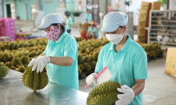 Sầu riêng Việt Nam sẽ là 'vua' trái cây tại Trung Quốc