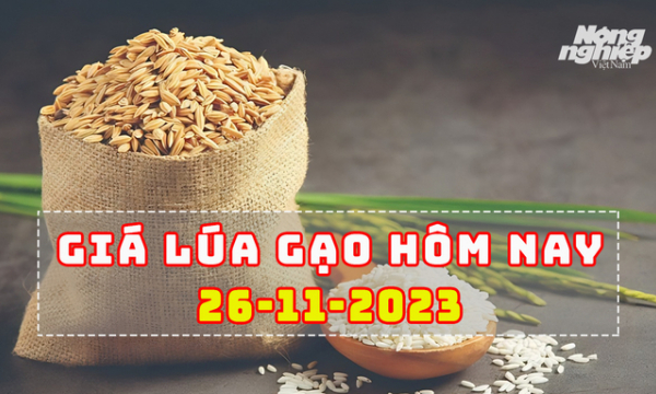 Giá lúa gạo hôm nay 26/11/2023: Giải pháp giữ lúa gạo tăng giá lâu hơn