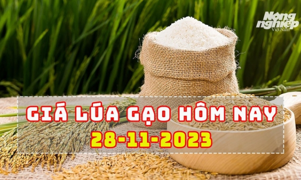 Giá lúa gạo hôm nay 28/11/2023: Gạo tăng tới 200 đ/kg