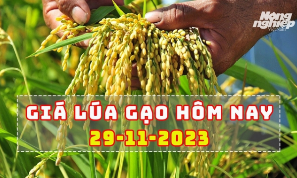 Giá lúa gạo hôm nay 29/11/2023: Lúa quay đầu giảm, gạo tiếp tục tăng