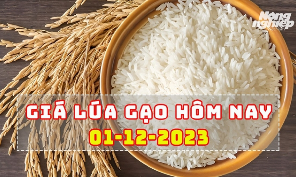 Giá lúa gạo hôm nay 1/12/2023: Ngành lúa gạo Việt Nam tỏa sáng