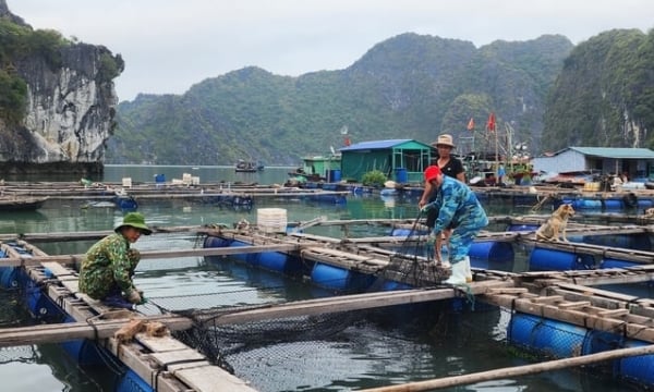 Awakening Hai Phong's export potential [Article 1]: Small-scale seafood and prices are unstable