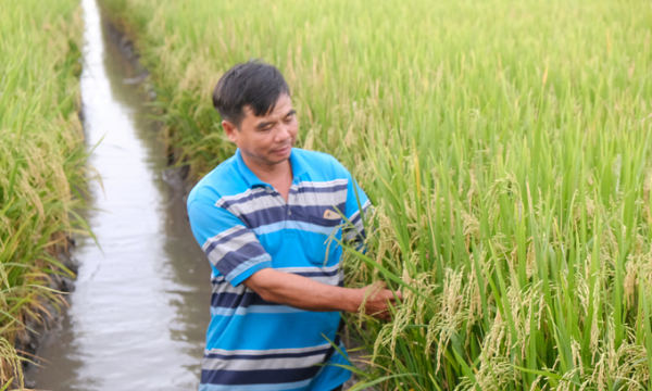 Đánh giá khách quan vị thế ngành hàng lúa gạo trên thị trường