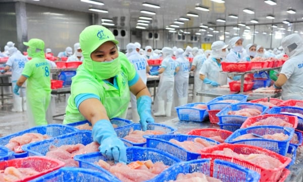 Dự báo sản lượng cá tra năm 2024 tăng 2,8%