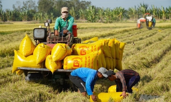 7 doanh nghiệp Việt Nam trúng gói thầu 500.000 tấn gạo của Indonesia