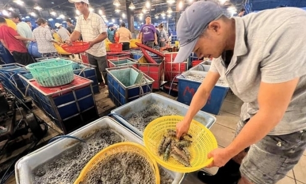 Vietnamese shrimp increases its market share in Japan