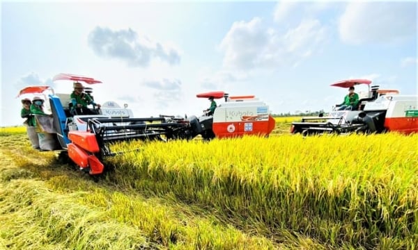 Enhancing the role of traders in the rice industry