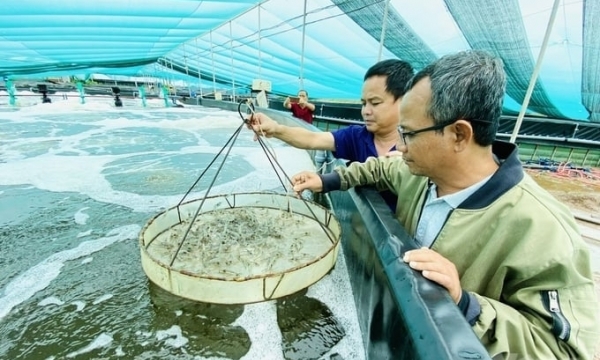 Shrimp industry is expected to earn more US$ 4 billion
