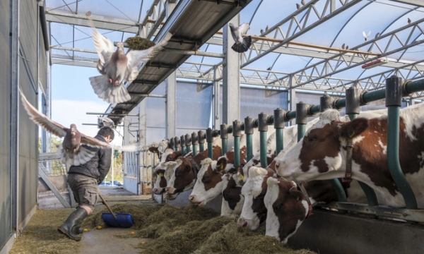 Trang trại nổi nuôi ‘bò quý cô’ gây chú ý ở châu Âu