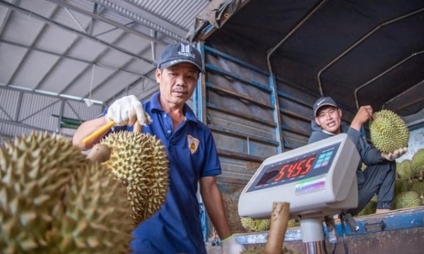 Durian prices increase sharply, quality control warnings