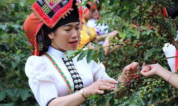 Support women growing Son La coffee to adapt to climate change