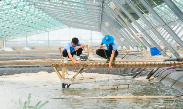 High-tech shrimp fingerling production complex worth VND 1,500 billion