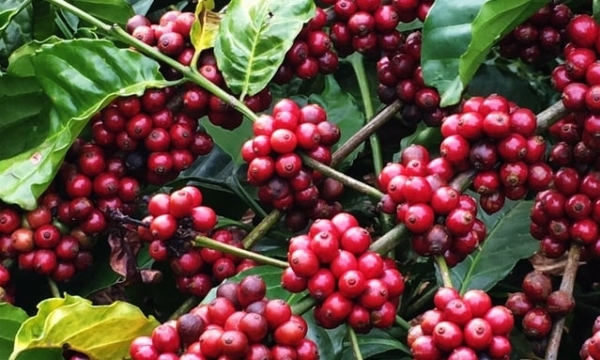 Linking stages to enhance coffee value