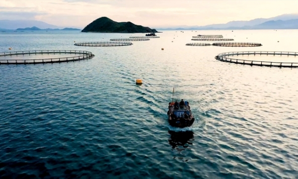 Làm gì để thu hút doanh nghiệp đầu tư nuôi biển xa bờ?