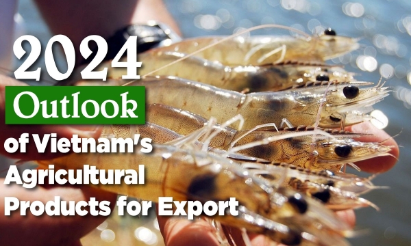 Export Vietnamese shrimp into small markets