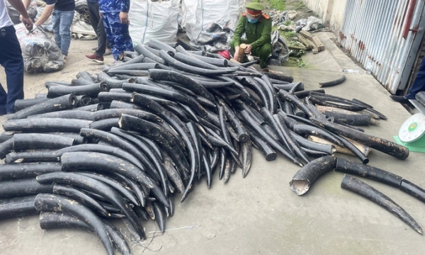 Hai Phong confiscates 1.6 tons of ivory