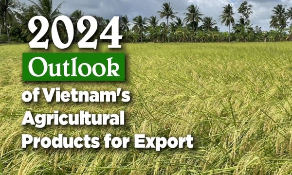 Keep the position of Vietnamese rice in the Philippine market