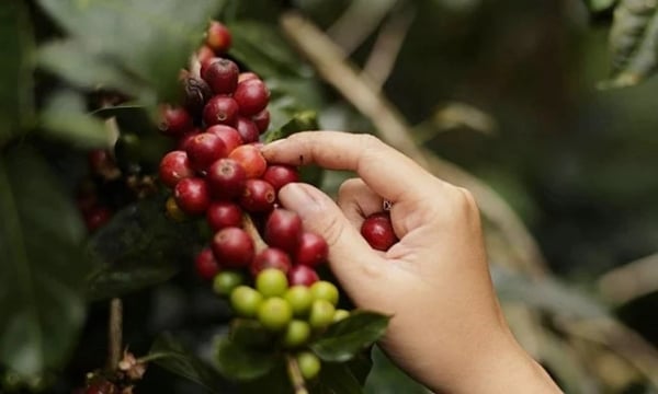 Coffee price on 04/04/2024: Exceeding VND 103,000/kg