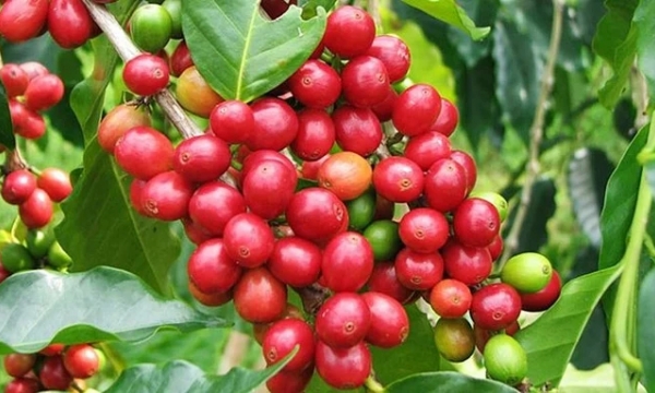 Coffee prices on 04/06/2024: Arabica continues to decline