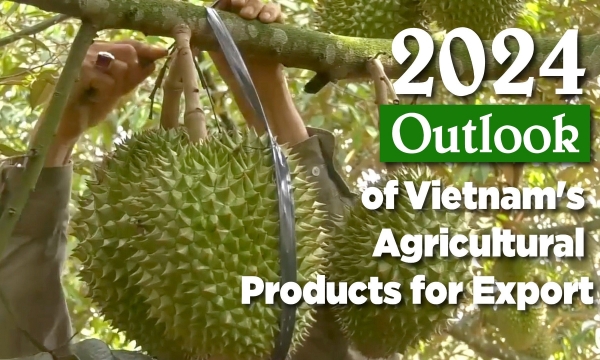 Temporarily surpassing Thailand, Vietnamese durian have new competitors