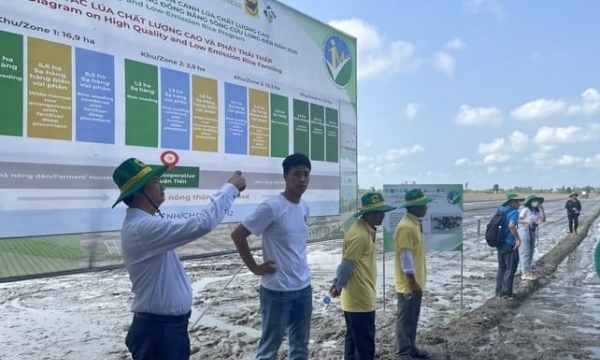 Binh Dien and farmers implement the project of 1 million hectares of high-quality rice