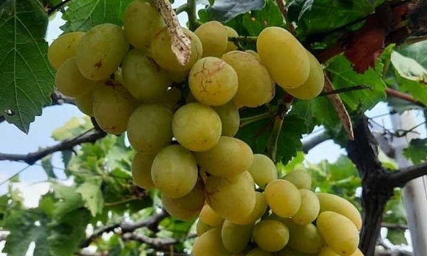 Ninh Thuan grape prices drop sharply due to the hot weather