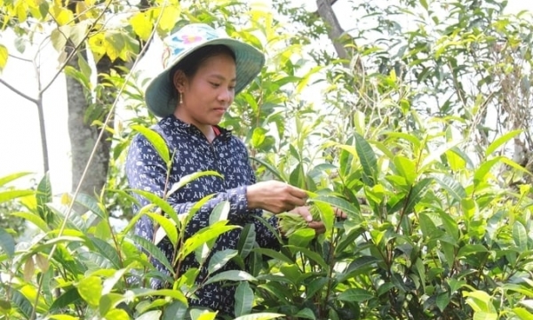 Vietnam has many advantages in developing organic agriculture