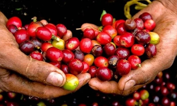 Coffee prices on 04/22/2024: holding firm at VND124,000/kg