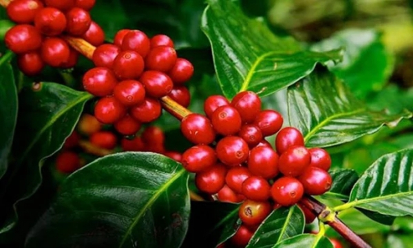 Coffee prices on 04/23/2024: Reached a high of VND 128,000/kg