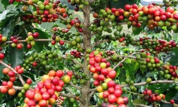Coffee prices on 04/24/2024: Surpassed the VND 130,000/kg record