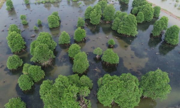 Several markets expected to implement EU restrictions on deforestation