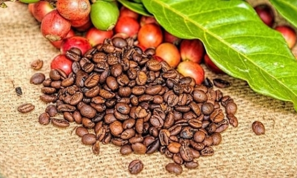 Coffee prices on 05/03/2024: Sharp drop to VND 130,000/kg